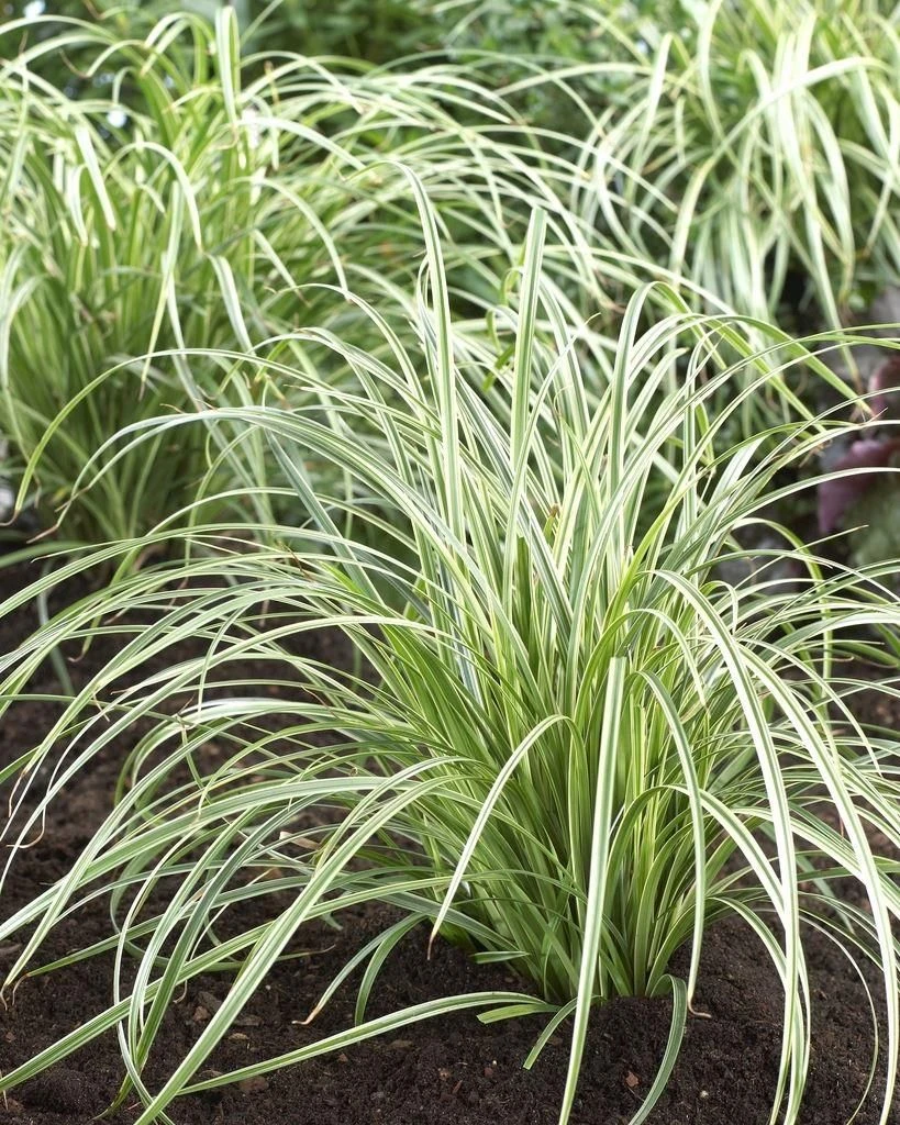 Carex Silver Sceptre - Pack Of THREE Plants 2 Carex Silver Sceptre - Pack Of THREE Plants - Image 2