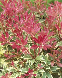 Pieris Carnival - Evergreen Shrubs - Pack Of THREE Plants -Plant Garden World 6658B2A6C7E96BED513E12BD6C2700BE