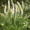 Actaea Matsumurae 'White Pearl' (Cimicifuga Simplex White Pearl)