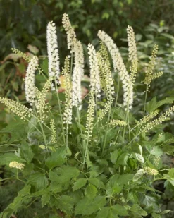 Actaea Matsumurae 'White Pearl' (Cimicifuga Simplex White Pearl)