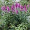 Lythrum Salicaria 'Robin'