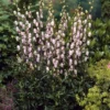 Aconitum Pink Sensation - Monks Hood