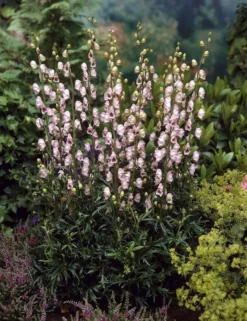 Aconitum Pink Sensation - Monks Hood