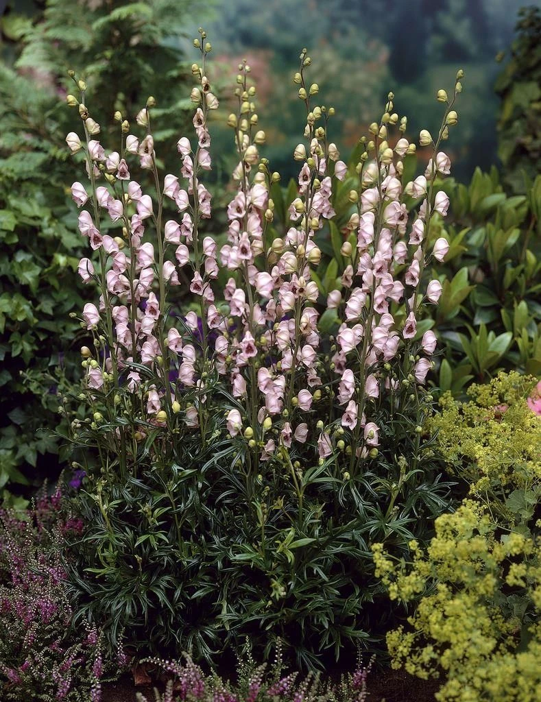 Aconitum Pink Sensation - Monks Hood 1 Aconitum Pink Sensation - Monks Hood