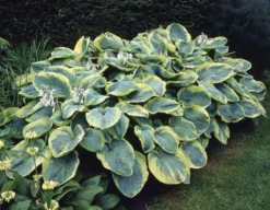 Premier Hosta Collection Shade Mixture - Pack Of TEN -Plant Garden World 68756A46EFE7304B782843ADB5306FA4 1