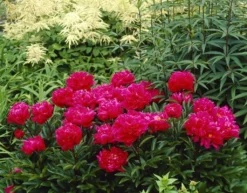Paeonia Karl Rosenfield - Peony -Plant Garden World 68B5F93E0FEAB967679C158AC29A0B99