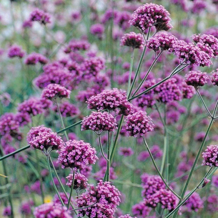 Verbena Bonariensis - Pack Of THREE Plants 1 Verbena Bonariensis - Pack Of THREE Plants
