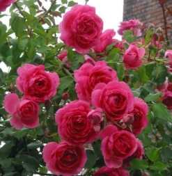 Rose Parade - Climbing Rose