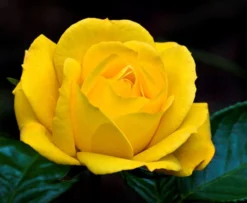 Rose Climbing Arthur Bell - Climbing Rose 5 Rose Climbing Arthur Bell - Climbing Rose -Plant Garden World 6C3A2AE4E6ED32BC446C3FC7201AE4A4