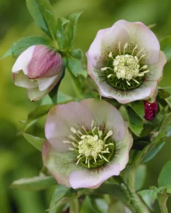 Helleborus Orientalis Picotee - Hellebore