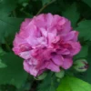 Double Rose Of Sharon Tree - Hibiscus Duc De Brabant