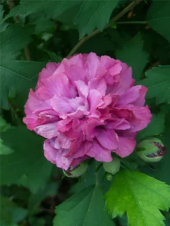 Double Rose Of Sharon Tree - Hibiscus Duc De Brabant