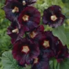 Alcea Rosea Nigra - Black Hollyhock (Althea) - Pack Of FIVE