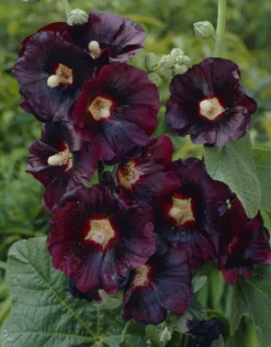 Alcea Rosea Nigra - Black Hollyhock (Althea) - Pack Of FIVE