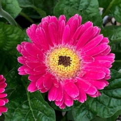 Pink Gerbera Garvinea Sweet Spice - Beautiful Hardy Gerbera With Giant Daisy Flowers -Plant Garden World 6 gerb