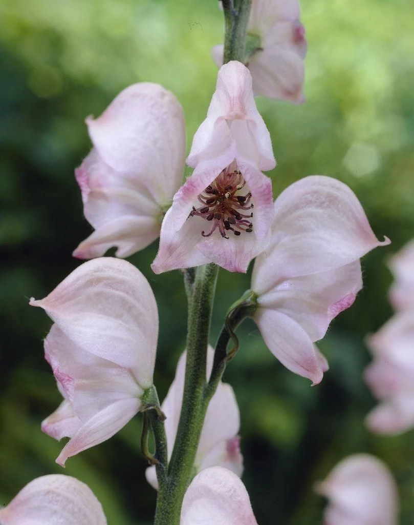 Aconitum Pink Sensation - Monks Hood 2 Aconitum Pink Sensation - Monks Hood - Image 2
