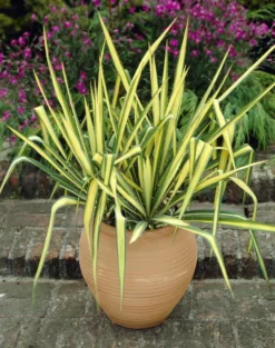 Yucca Colour Guard - Variegated Adams Needle - Large -Plant Garden World 751A7AA32F5B9F903BB491041CE7CC74 2