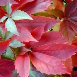 Virginia Creeper Vine - Parthenocissus Quinquefolia Engelmannii - Boston Ivy