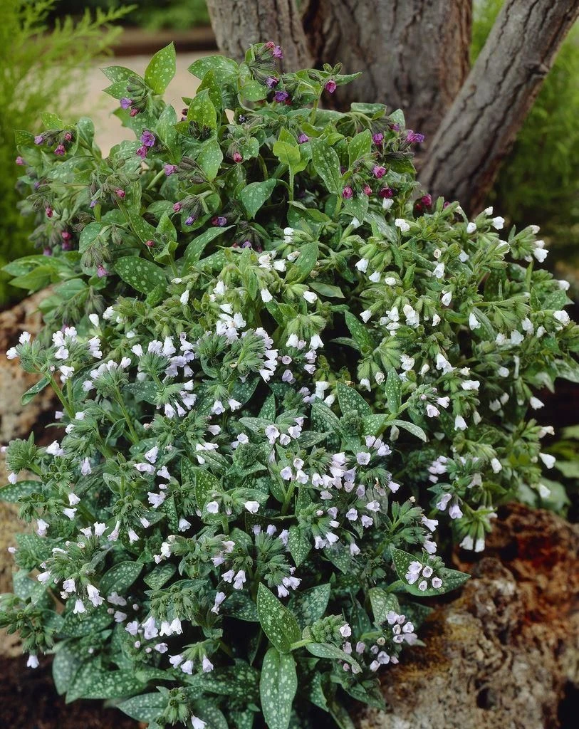 Pulmonaria Sissinghurst White - Lungwort 1 Pulmonaria Sissinghurst White - Lungwort