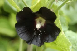 Alcea Rosea Nigra - Black Hollyhock (Althea) - Pack Of FIVE -Plant Garden World 7E94287756C6417F0B467B4B391CD32D 2