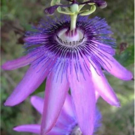 Passiflora Amethyst Lavender Lady - Passion Flower 1 Passiflora Amethyst Lavender Lady - Passion Flower