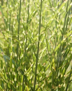 Miscanthus Sinensis Zebrinus - Gold Banded Zebra Grass - LARGE SPECIMEN 7 Miscanthus Sinensis Zebrinus - Gold Banded Zebra Grass - LARGE SPECIMEN -Plant Garden World 7F1FEC764B183CF3769596D587726C48 1