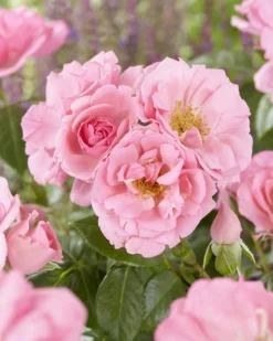 Rose Bantry Bay - Climbing Rose -Plant Garden World 8160D21CDE18A5411B1E6E8FCD4167C3