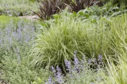 Calamagrostis Acutiflora 'Overdam' - Feather Reed Grass -Plant Garden World 81A7E629633C402893CB0DBED3FDAA6D