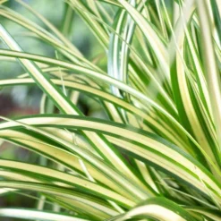 Carex Oshimensis Evergold - Japanese Sedge