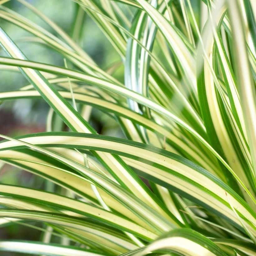 Carex Oshimensis Evergold - Japanese Sedge 1 Carex Oshimensis Evergold - Japanese Sedge