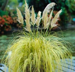 Cortaderia Selloana Splendid Star - Dwarf Golden Pampas Grass