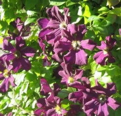 Clematis Romantika - Summer Flowering Clematis