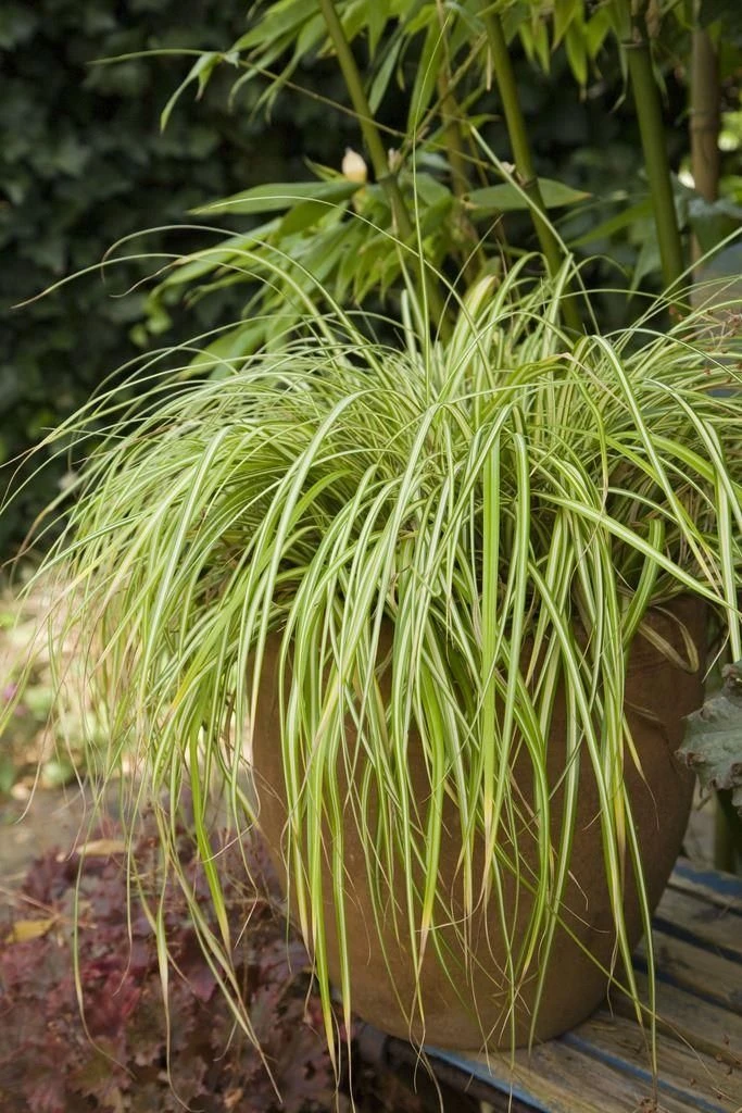Carex Oshimensis Evergold - Japanese Sedge 5 Carex Oshimensis Evergold - Japanese Sedge - Image 5