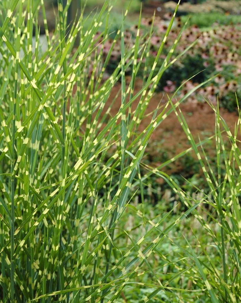 Miscanthus Sinensis Zebrinus - Gold Banded Zebra Grass - LARGE SPECIMEN 1 Miscanthus Sinensis Zebrinus - Gold Banded Zebra Grass - LARGE SPECIMEN