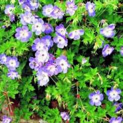 Geranium Wallichianum Buxtons Variety -Plant Garden World 877ACE25A8C0615E2EEBABBA306FF9CA