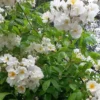 Rose Bobbie James - Multiflora Rambling Rose