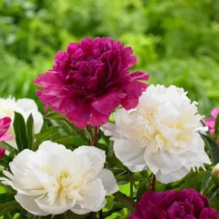 Peony Plants MEGA PACK - Exotic Looking Fragrant Garden Peony Plants Collection - Pack Of TEN Plants -Plant Garden World 89AD37D7308A4DF888785A6E915D9E41 4