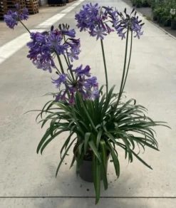 Agapanthus Poppin Star - Lily Of The Nile Plants - XXXL Plants -Plant Garden World 89af78ff c7ee 46bd aa0f e151d4bf15a5