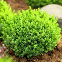 Hebe Emerald Green Globe - Pack Of THREE Plants -Plant Garden World 8A251ABB41B278E64370BD8F9CAC9A3F