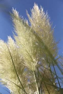 Dwarf Pampas Grass - Cortaderia Selloana Pumila -Plant Garden World 8A34EEF3CF3F45F317C1014957BCA044