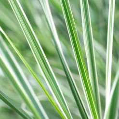 Calamagrostis Acutiflora 'Overdam' - Variegated Feather Reed Grass