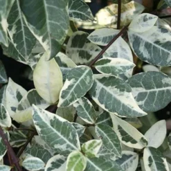 Trachelospermum Jasminoides Variegata - 'Star Jasmine' Rhyncospermum