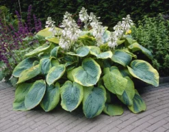 Premier Hosta Collection Shade Mixture - Pack Of TEN -Plant Garden World 8F7EAAFC2381663FF9969BEBE3574575 1