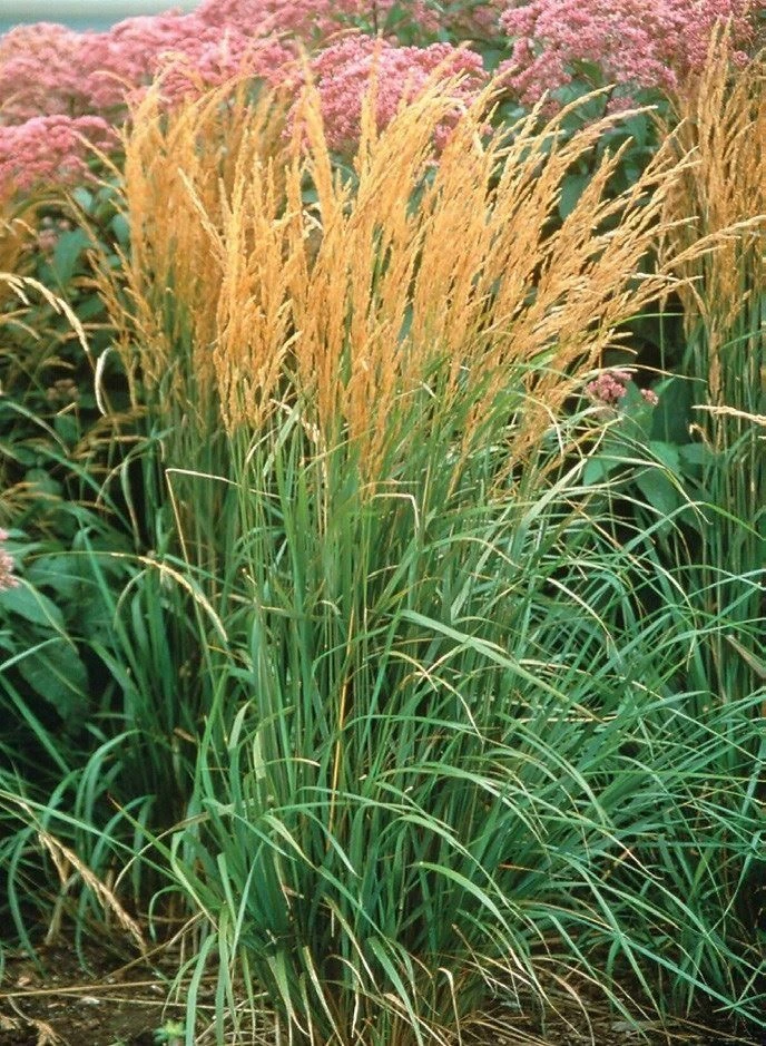 Calamagrostis Acutiflora 'Karl Foerster' - Feather Reed Grass 2 Calamagrostis Acutiflora 'Karl Foerster' - Feather Reed Grass - Image 2