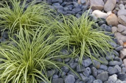 Carex Oshimensis Evergold - Japanese Sedge - Pack Of THREE