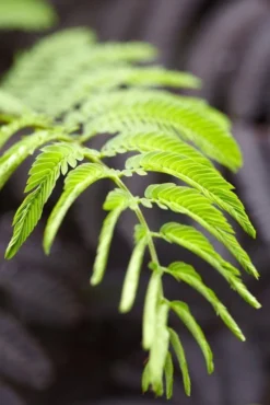 Albizia Julibrissin Summer Chocolate - Purple Silk Tree - Circa 100-120cm 13 Albizia Julibrissin Summer Chocolate - Purple Silk Tree - Circa 100-120cm -Plant Garden World 9146BD447B19CB9EFEA618FB369C2D3E 2