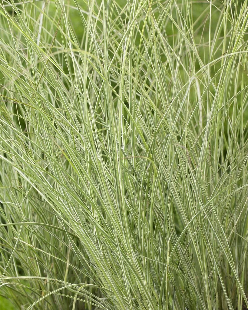 Miscanthus Sinensis Morning Light - Japanese Silver Grass 3 Miscanthus Sinensis Morning Light - Japanese Silver Grass - Image 3
