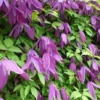 Large 6-7ft Specimen Climber - Clematis Alpina
