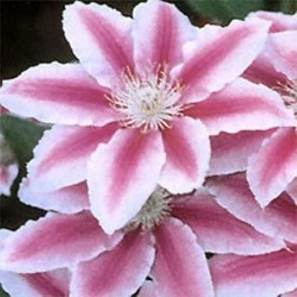 Large 6-7ft Specimen Climber - Clematis Dr Ruppel 1 Large 6-7ft Specimen Climber - Clematis Dr Ruppel