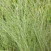 Miscanthus Sinensis Morning Light - Japanese Silver Grass - LARGE SPECIMEN